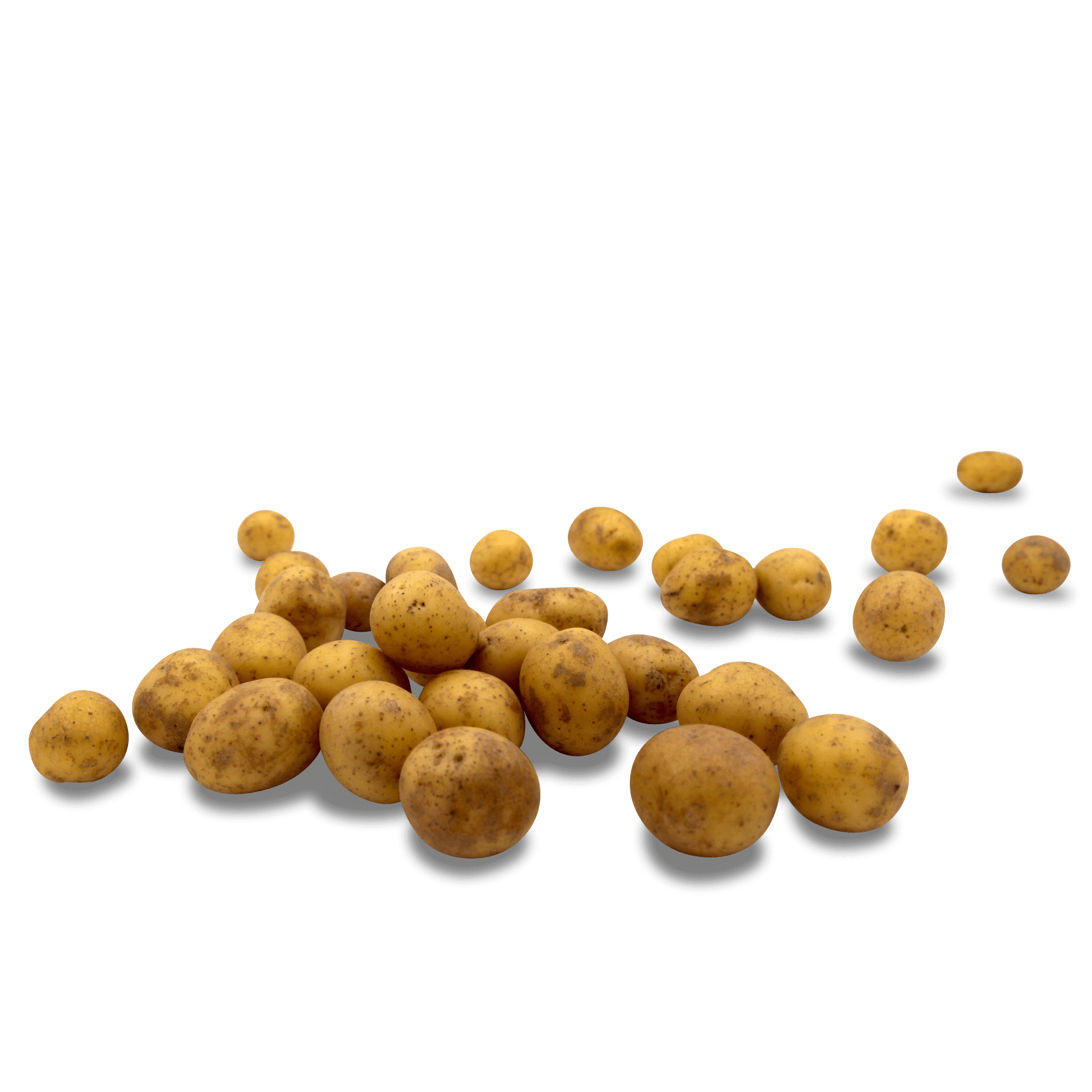 Kartoffel 'Drillinge gewaschen' (festkochend)