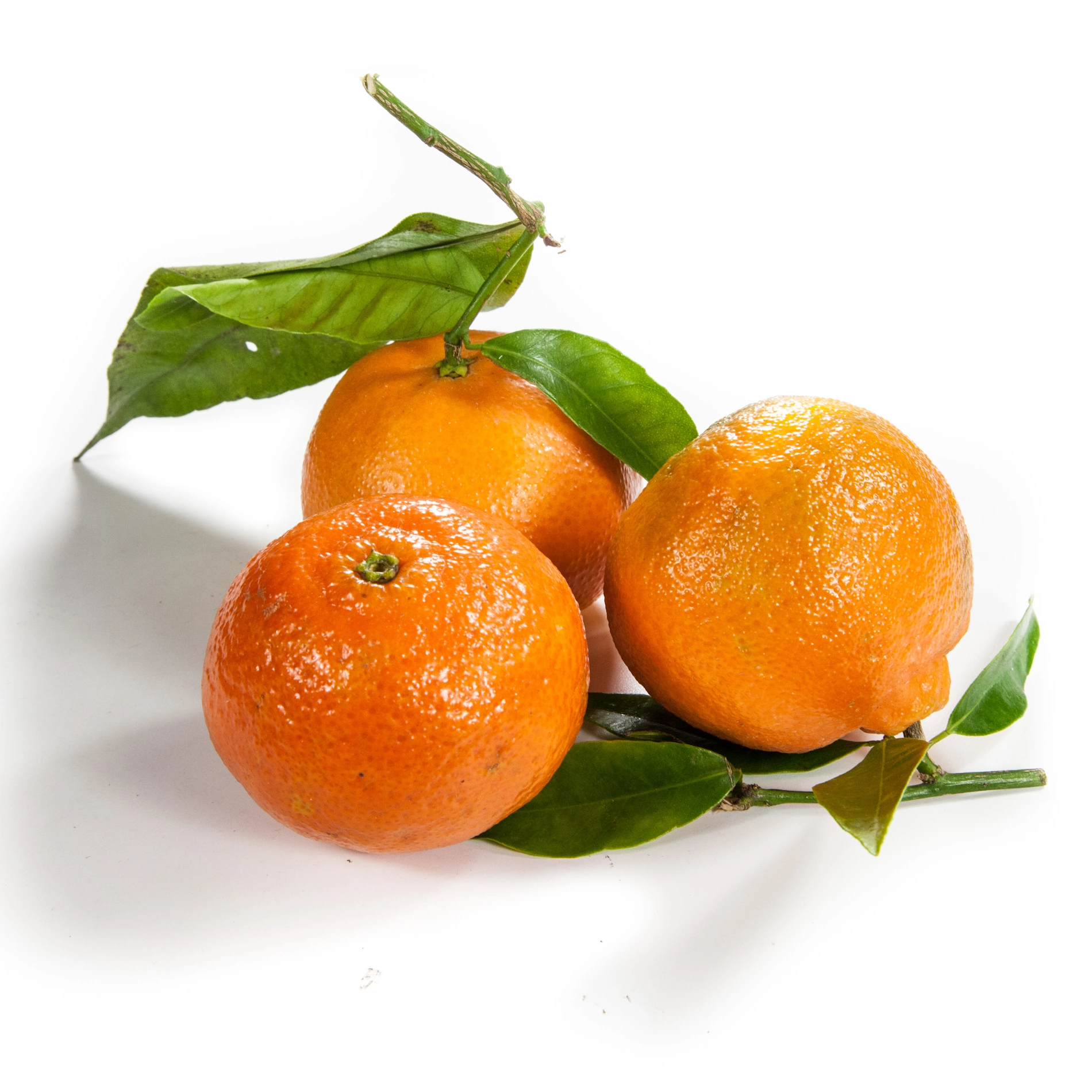 Clementinen mit Blatt