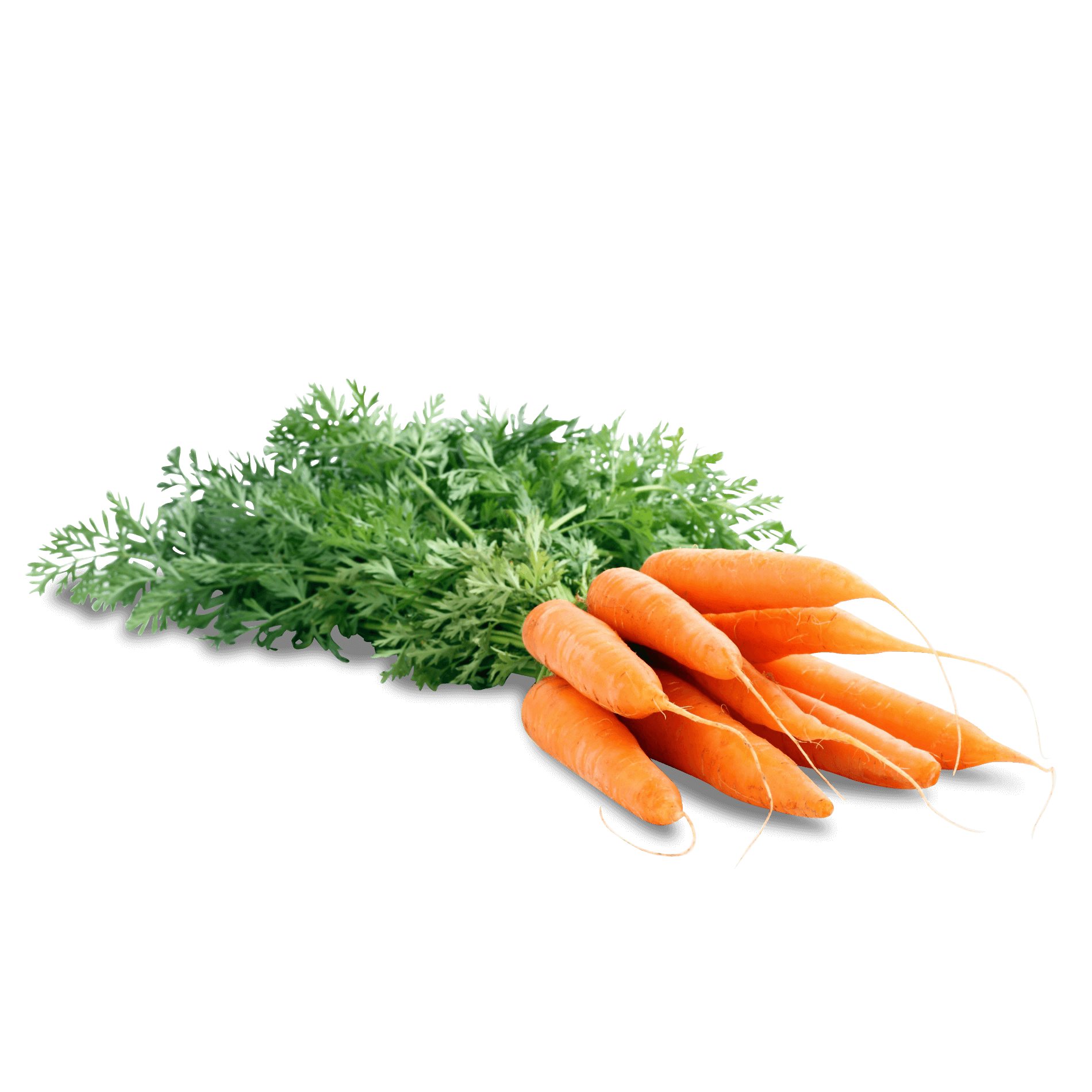 Karotten im Bund 'orange'