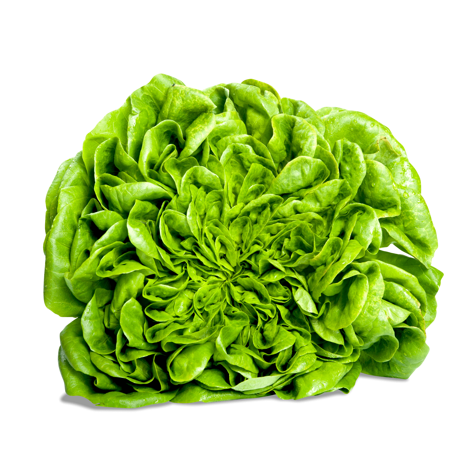Salat 'grüner Salanova'