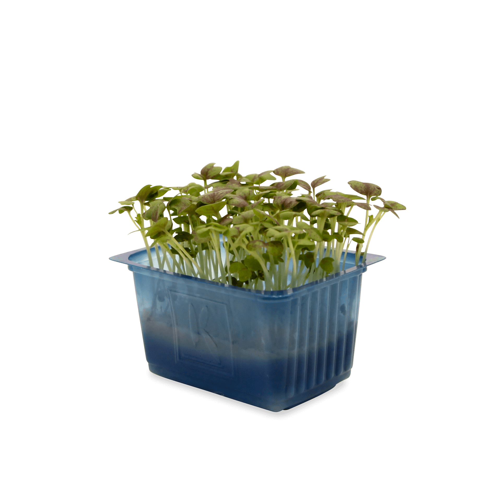 Kresse 'Mustard grün'