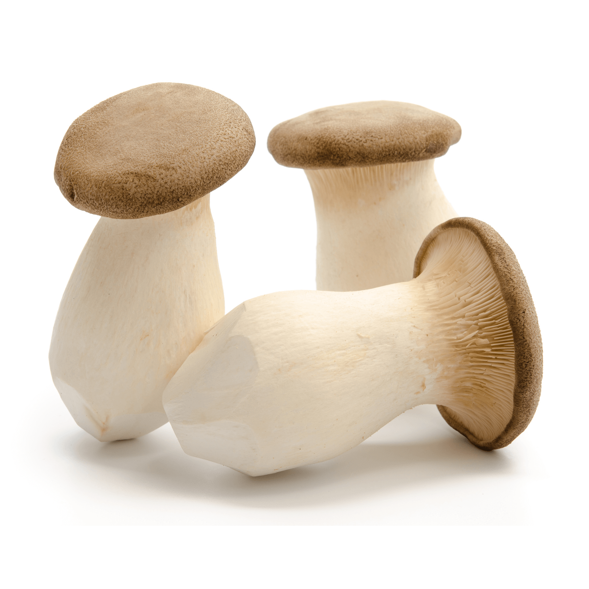 Bio Pilze 'Kräuterseitlinge'