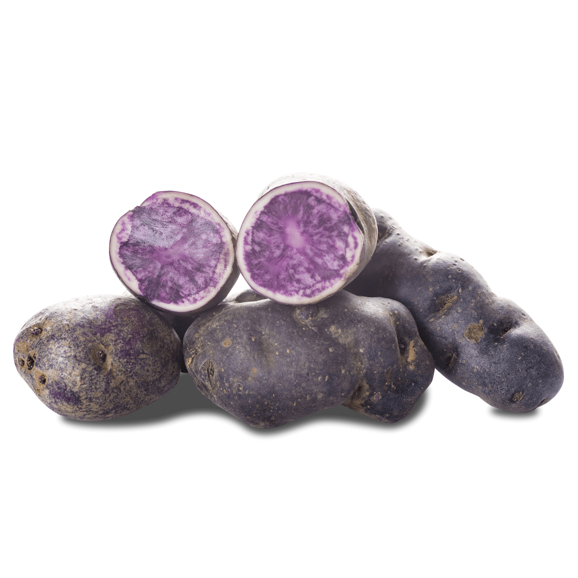 Kartoffel 'Blauer Schwede' (vorwiegend festkochend)