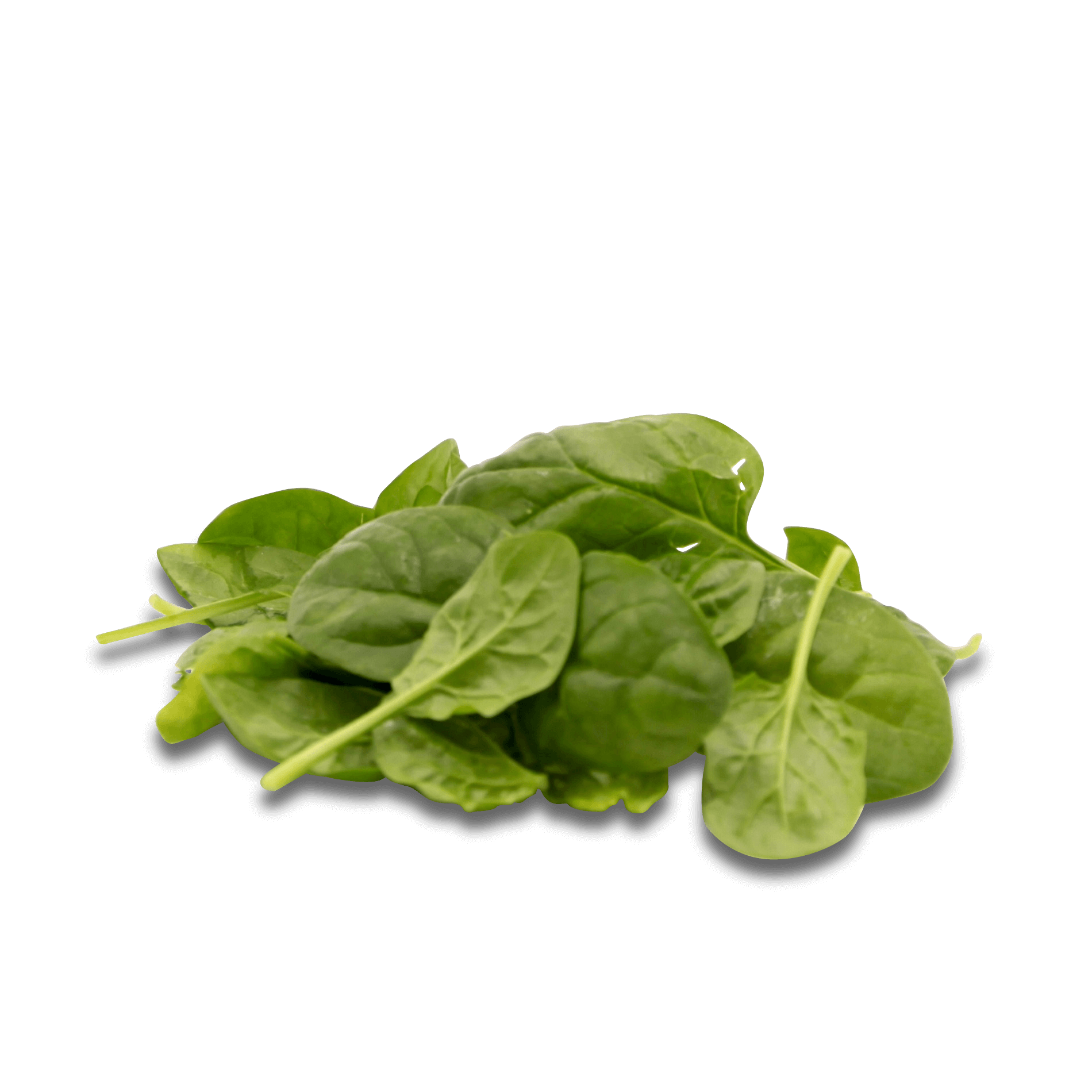 Spinatsalat 'gewaschen'