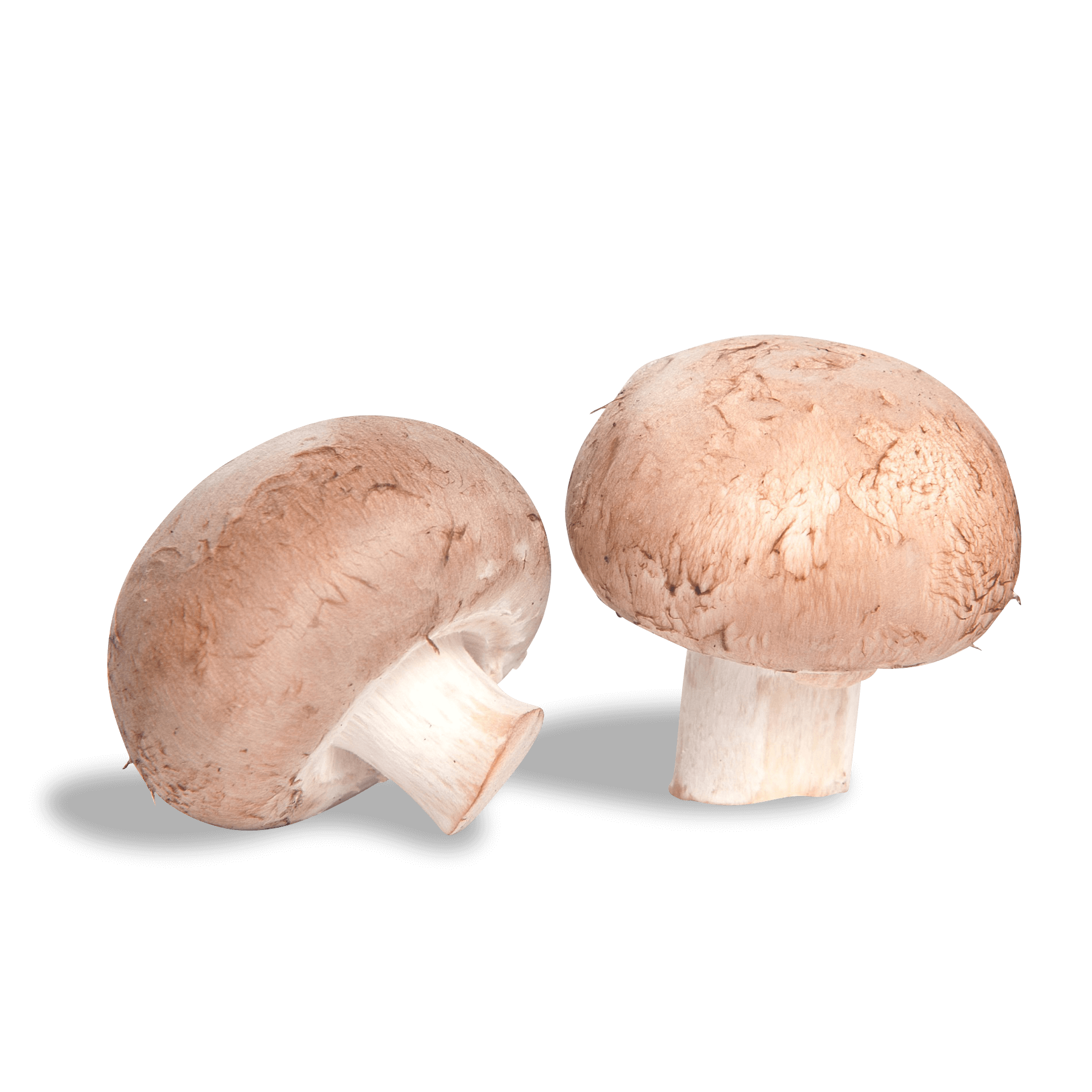 Pilze 'Rose Champignons'
