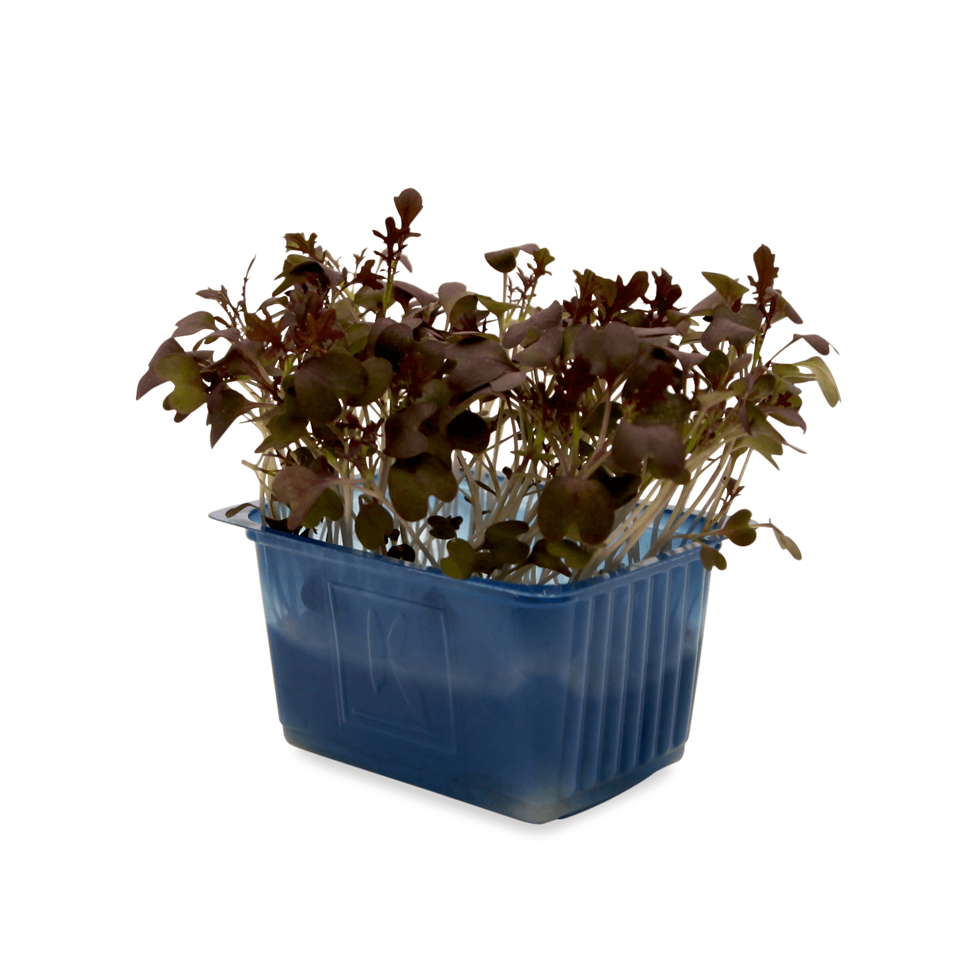 Kresse 'Mustard rot'