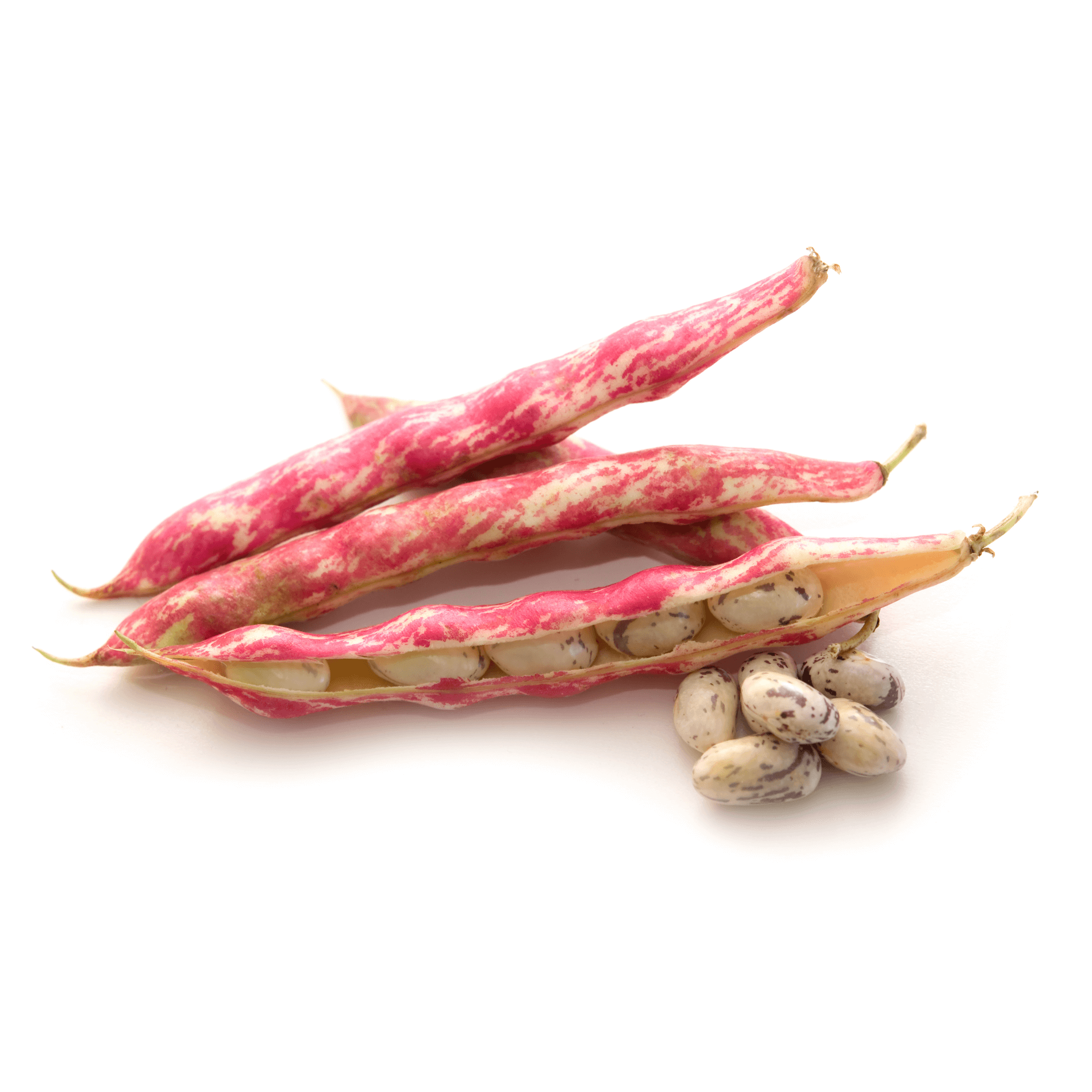 Borlotti-Bohnen