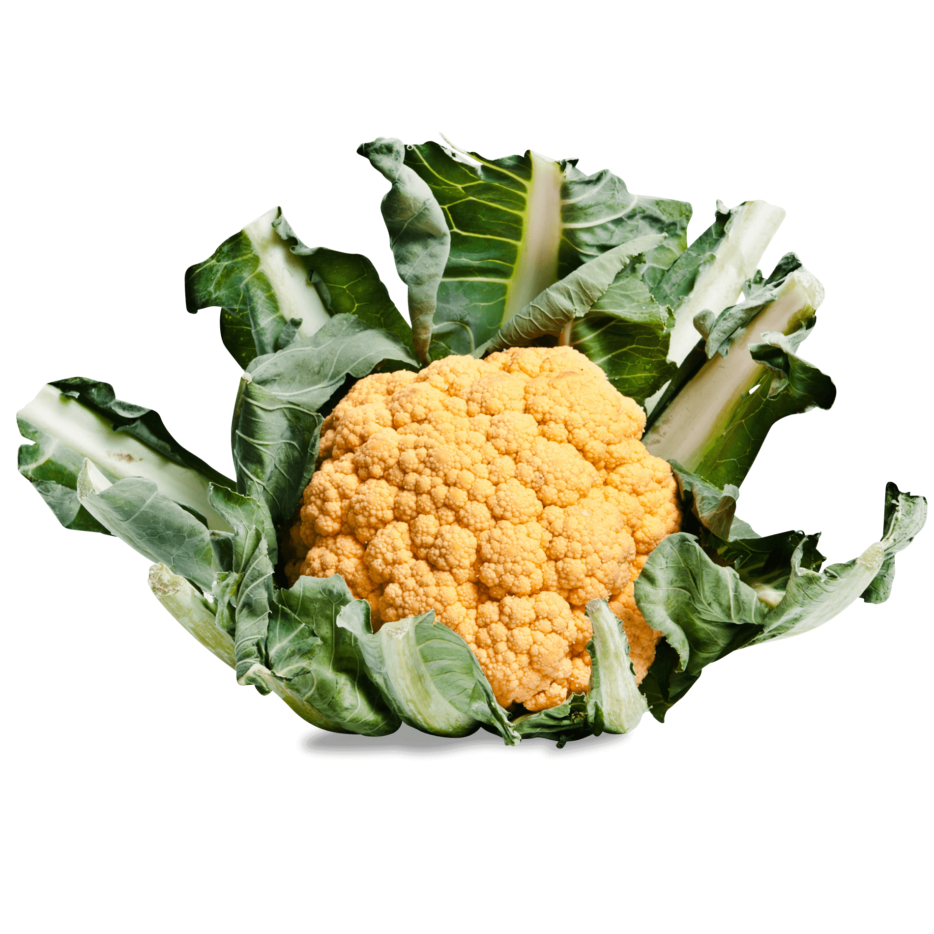 Blumenkohl 'gelb/ orange'