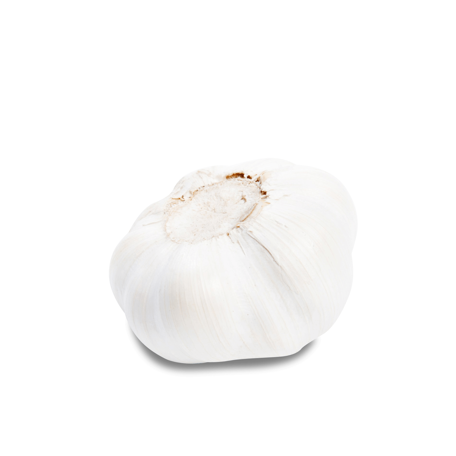 Knoblauch