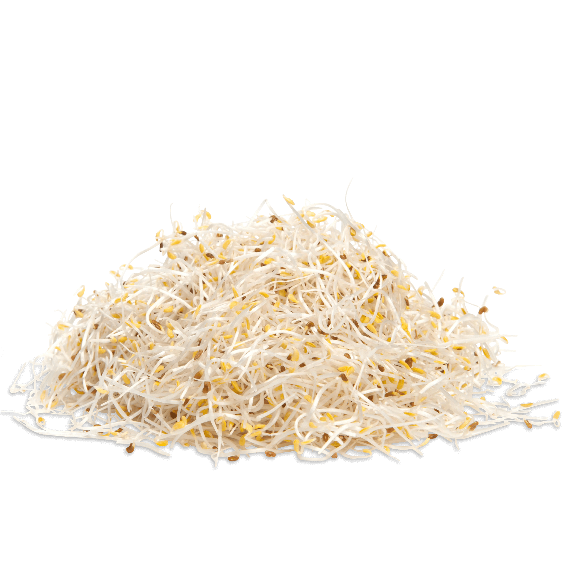 Bio Sprossen 'Alfalfa'