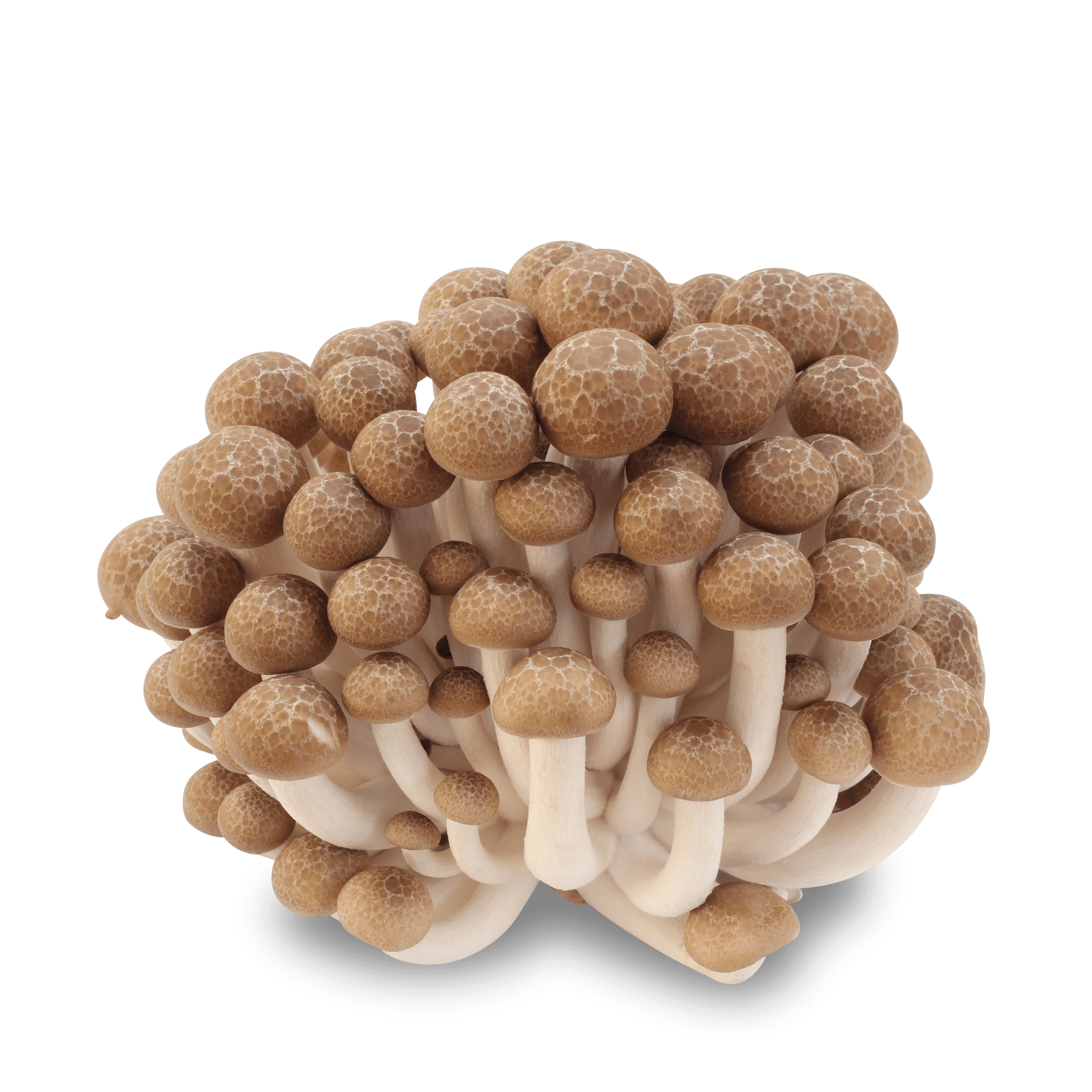 Pilze 'Braune Buchenpilze'